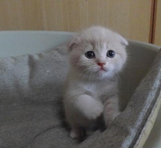 スコティッシュフォールド