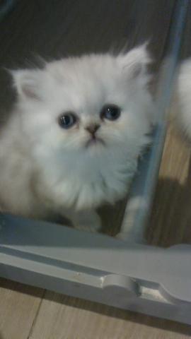 ペルシャ・ヒマラヤン