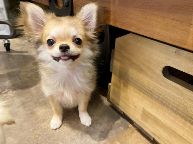 チワワ（ロングコート）