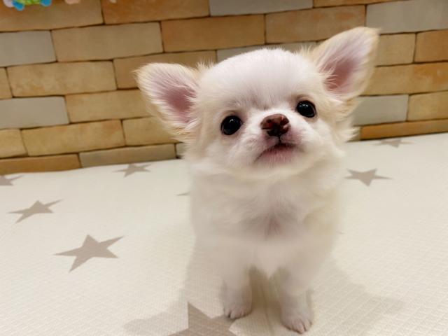 チワワ(ロングコート)