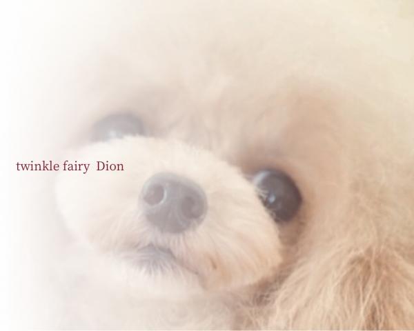 Twinkle Fairy Ｄion