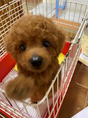 トイプードル