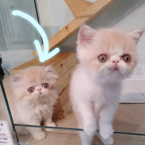 エキゾチックショートヘアー