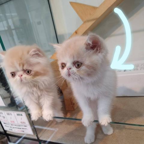 エキゾチックショートヘアー