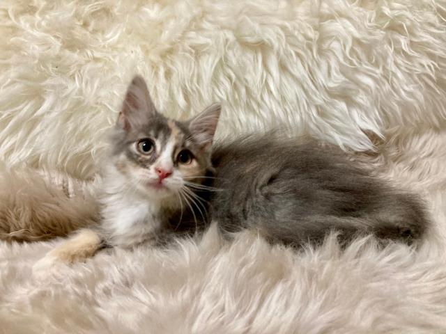 ノルウェージャンフォレストキャット