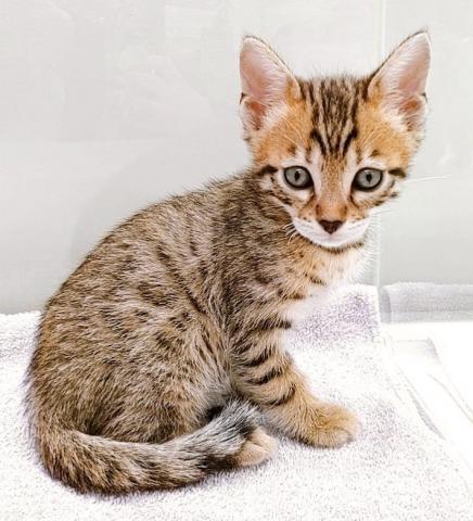 かねだい 横浜店 神奈川県 子犬や子猫たちのペット販売情報が満載 ペットステーション かねだい 横浜店 神奈川県 子犬や子猫たちのペット販売情報が満載 ペットステーション