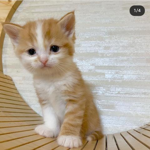 スコティッシュフォールド