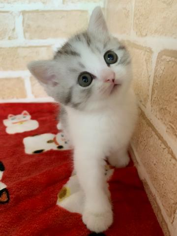 ミヌエット（旧ナポレオン）長足くん