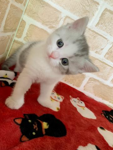 ミヌエット（旧ナポレオン）長足くん