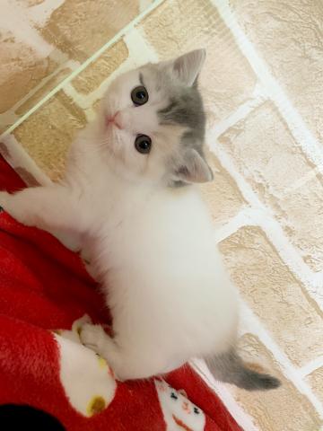 ミヌエット（旧ナポレオン）長足ちゃん