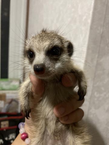 アカブチジェネット 子犬や子猫たちのペット販売情報が満載 ペットステーション