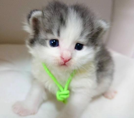 サイベリアン💚やわら