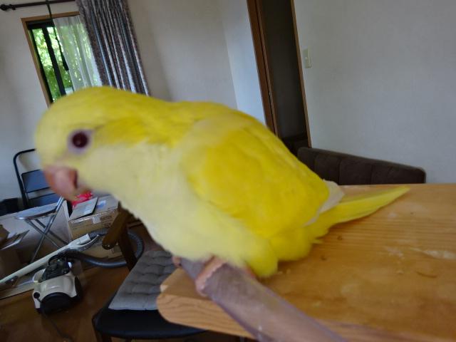 オキナインコ　ルチノー