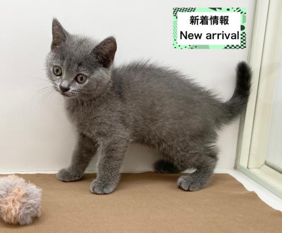 ブリティッシュショートヘア