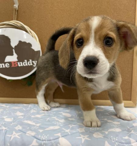 One Buddy新船橋店 千葉県 子犬や子猫たちのペット販売情報が満載 ペットステーション