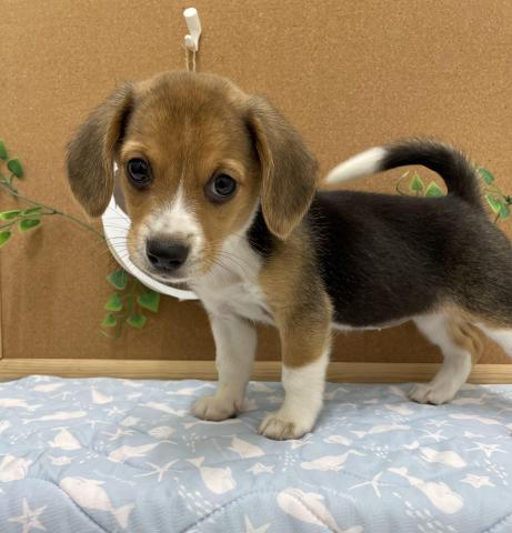 One Buddy新船橋店 千葉県 子犬や子猫たちのペット販売情報が満載 ペットステーション