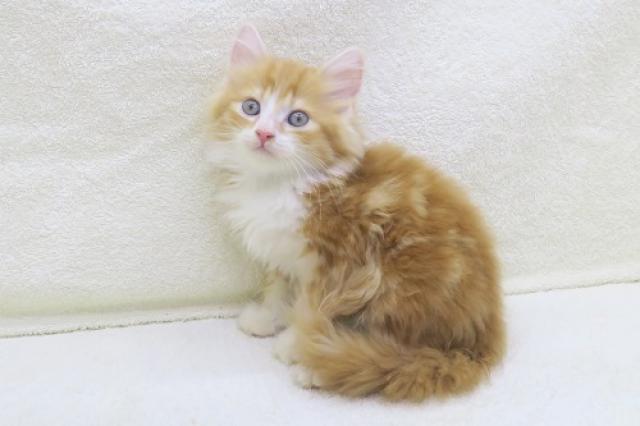 かねだい海老名店 神奈川県 子犬や子猫たちのペット販売情報が満載 ペットステーション かねだい海老名店 神奈川県 子犬や子猫たちのペット販売情報が満載 ペットステーション
