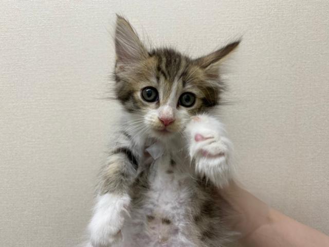 ノルウェージャンフォレストキャット