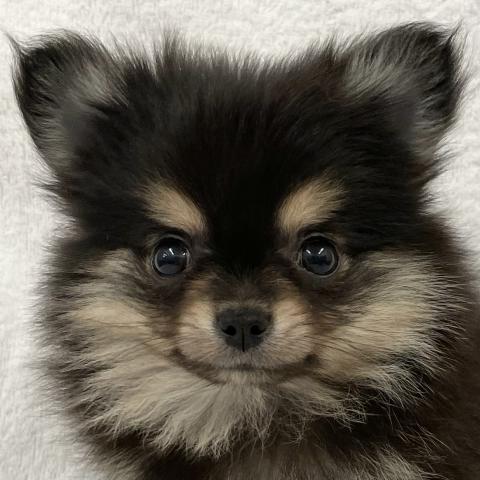 MIX