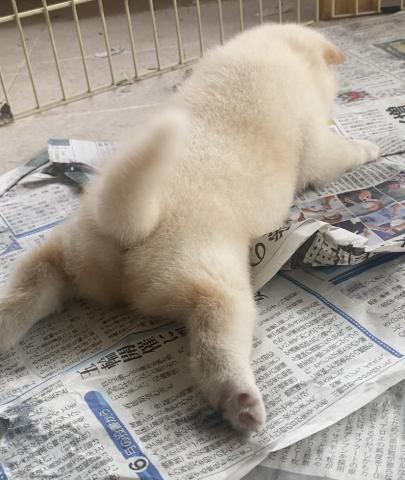 柴犬