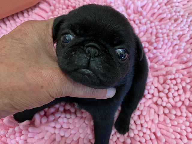 パグ