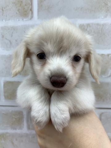 MIX