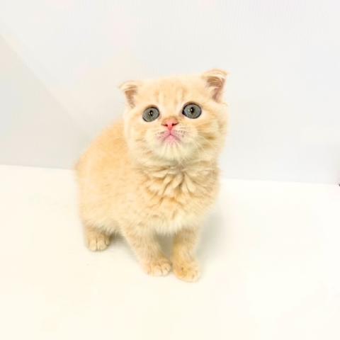 スコティッシュフォールド