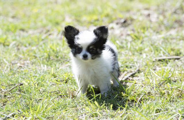 チワワ（ロングコート）