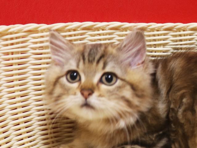 ミヌエット（旧ナポレオン）