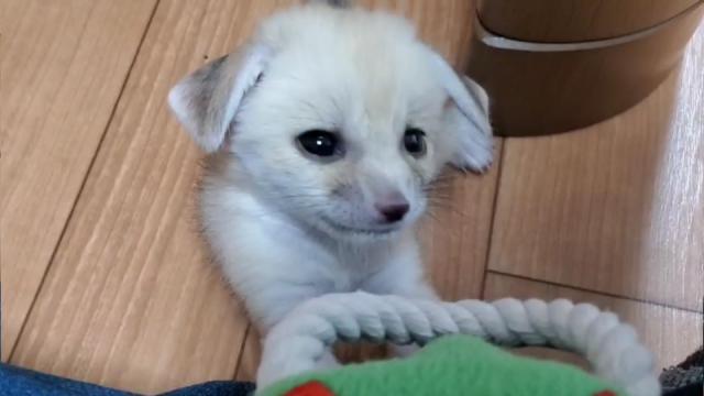 赤ちゃんフェネック（ご予約受付中）（出産時にお知らせいたします）