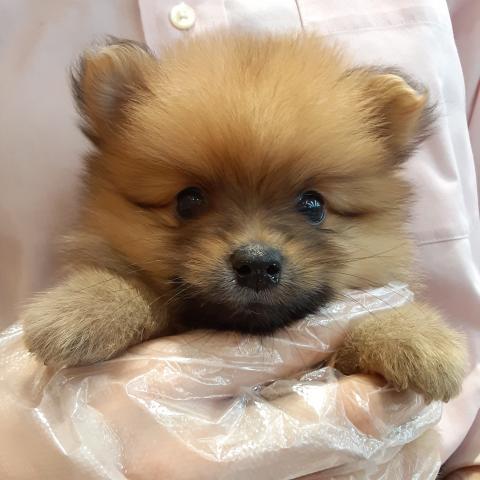ポメラニアン