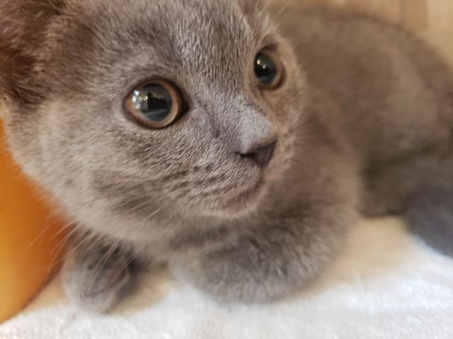 ブリティッシュショートヘア