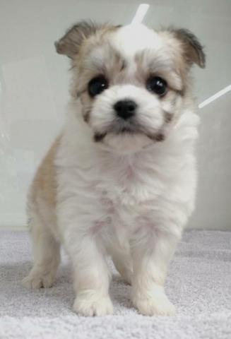 かねだい 横浜店 神奈川県 子犬や子猫たちのペット販売情報が満載 ペットステーション かねだい 横浜店 神奈川県 子犬や子猫たちのペット販売情報が満載 ペットステーション
