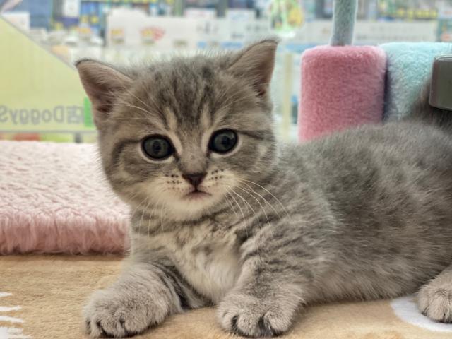 マンチカン