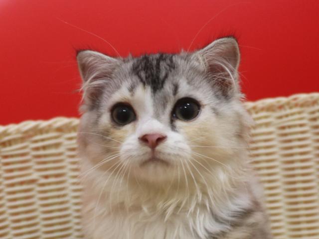 スコティッシュフォールド