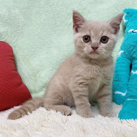 ブリティッシュショートヘア
