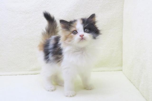 かねだい海老名店 神奈川県 子犬や子猫たちのペット販売情報が満載 ペットステーション かねだい海老名店 神奈川県 子犬や子猫たちのペット販売情報が満載 ペットステーション