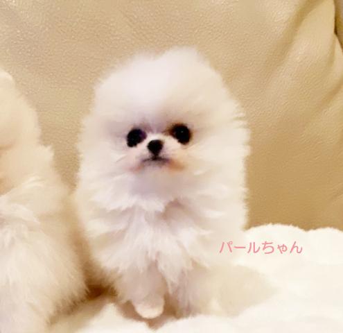 ポメラニアン