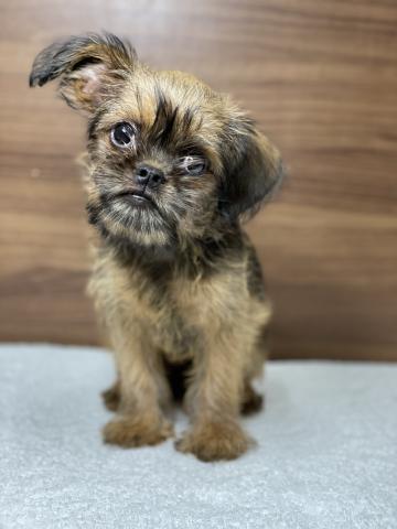 ブリュッセルグリフォン 子犬や子猫たちのペット販売情報が満載 ペットステーション ブリュッセルグリフォン 子犬や子猫たちのペット販売情報が満載 ペットステーション