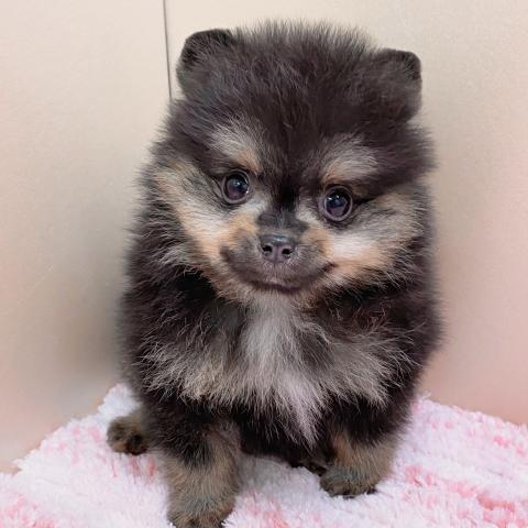 ポメラニアン