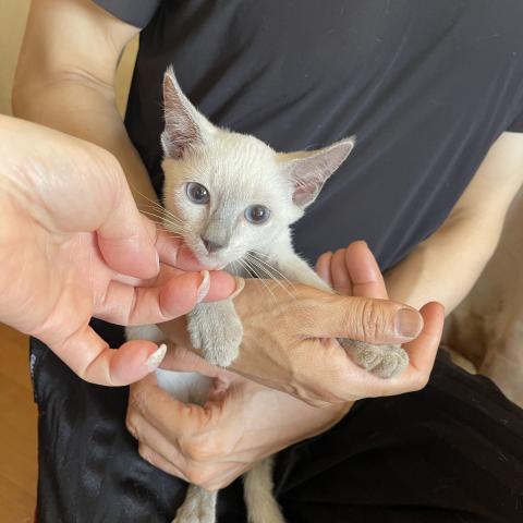 ロシアンブルー超希少ホワイト