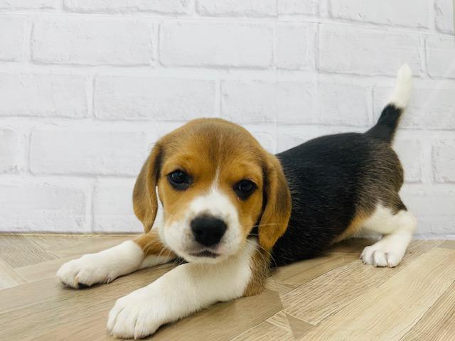ペットアミ 野田店 千葉県 子犬や子猫たちのペット販売情報が満載 ペットステーション