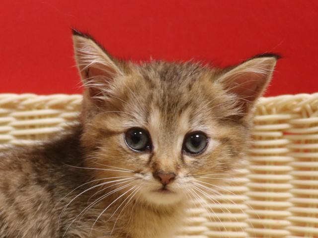 ミヌエット（旧ナポレオン）