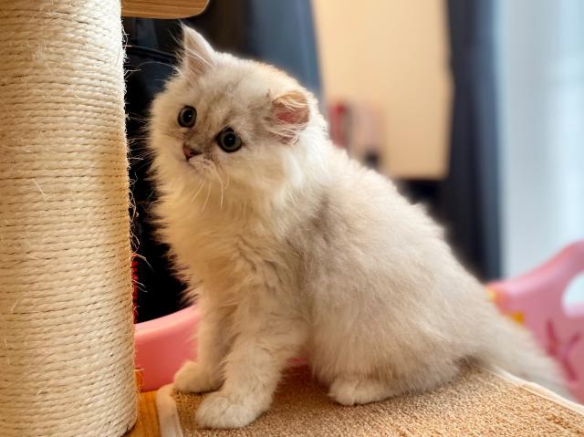ペルシャ・ヒマラヤン