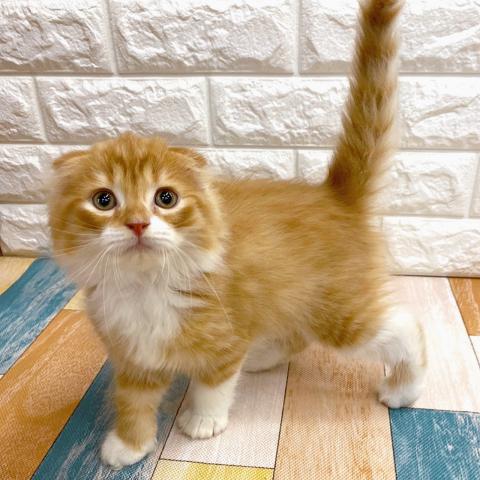 スコティッシュフォールド