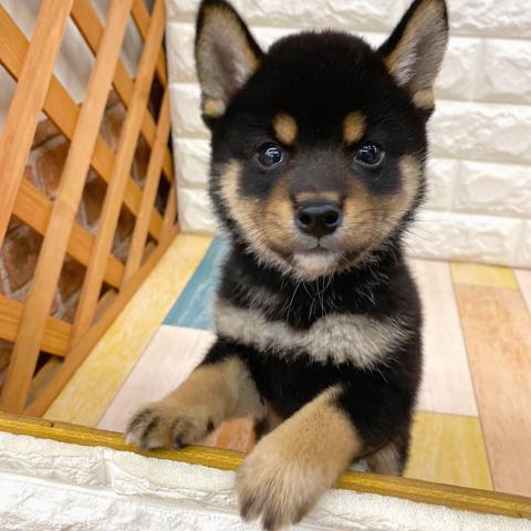 豆柴犬