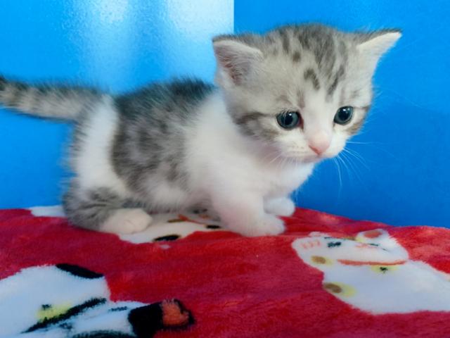 ミヌエット(旧ナポレオン)短足boy♡