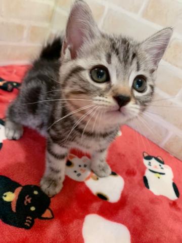 マンチカン長足ちゃん♪