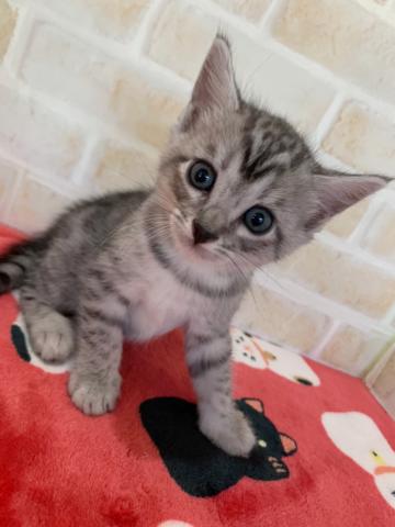 ジェネッタ足長ちゃん✧‧˚