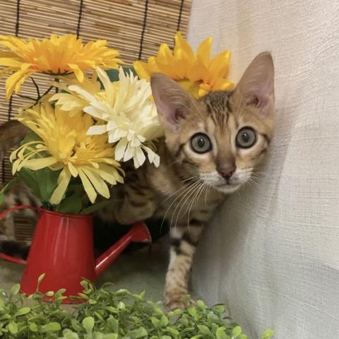 ベンガル